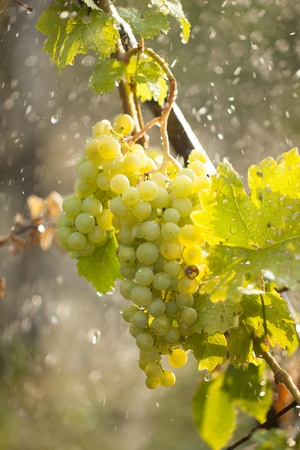 Watering grapes artificial rain at summerの写真素材