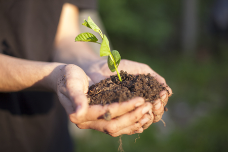 Hands holding little green plant seedlengの写真素材