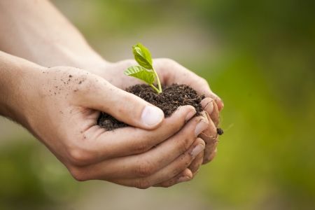 Hands holding little green plant seedlengの写真素材
