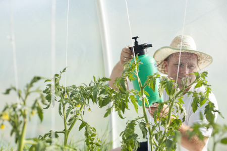 Farmer man with hat care about tomatos plants in greenhouseの写真素材
