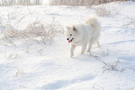 Samoyed white dog pet on snow, winter outdoorの写真素材