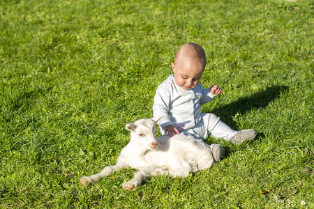 Human and goat baby play, goatling on spring sunny day, goatling, grassの写真素材