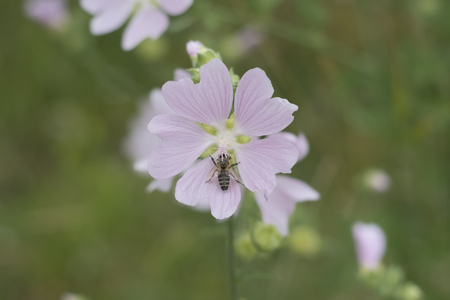 Medical plant mellow (Althea officinalis ) Bee on pink flower in wild nature. Gently pink flowers on green backgorundの写真素材
