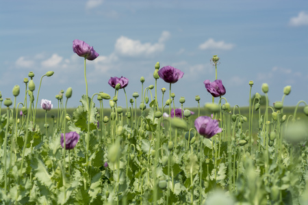 Closeup flowers of Opium poppy flowers on field (Papaver somniferum)の写真素材