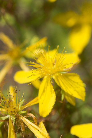 Flower medicinal plants - Hypericum perforatum (aka. perforate St John's-wort) a medicinal herb with antidepressant activityの写真素材