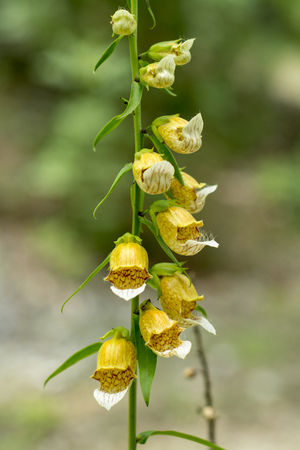 Medicinal plant flower - Digitalis lanataの写真素材