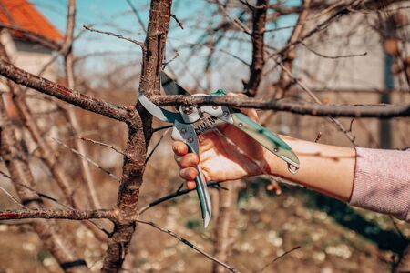 Pruning an fruit tree - Cutting Branches at spring
