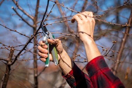 Pruning and cutting branches on fruit tree - spring work at orchard