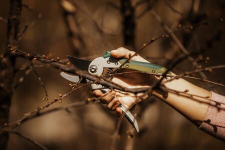 Pruning an fruit tree - Cutting Branches at springの写真素材