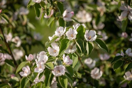 Quince flowers fruit tree in spring flowering branchの写真素材