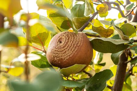 Rotten quince apple on the fruit tree, Monilia laxa (Monilinia laxa) infestation, plant diseaseの写真素材