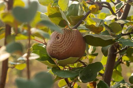 Rotten quince apple on the fruit tree, Monilia laxa (Monilinia laxa) infestation, plant diseaseの写真素材