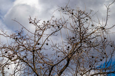 Lots of Dry Mummified Apple or Quince on a Tree Branch, consequences of Monilia laxa frutigena...