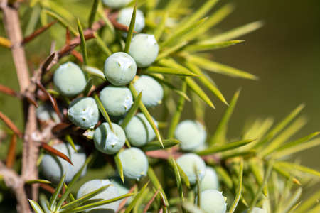 Juniper with berries - Medicinal plant and evergreen tree -Juniperus communis