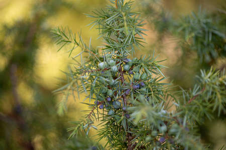 Juniper with berries - Medicinal plant and evergreen tree -Juniperus communis