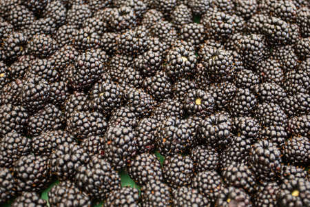 Aranged Fresh Blackberry fruit on backgroundの写真素材