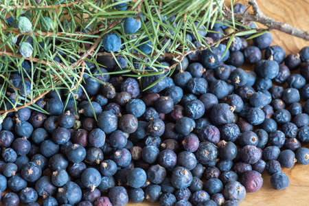 Beries of Juniper, Juniperus communisの写真素材