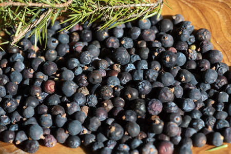 Beries of Juniper, Juniperus communisの写真素材