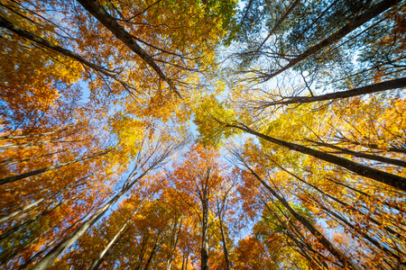 Colorful fall autumn forest of beech forest nature scene backgroundの写真素材