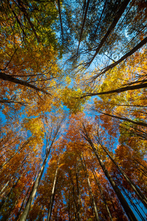 Colorful fall autumn forest of beech forest nature scene backgroundの写真素材