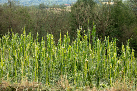 The complete destruction of cornfields Hail ice damaged corn steams and field - Climate Change - Weather Storm Disasterの写真素材
