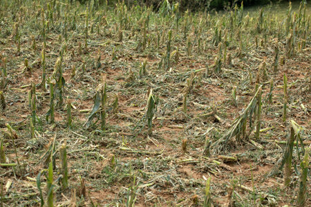 The complete destruction of cornfields Hail ice damaged corn steams and field - Climate Change - Weather Storm Disasterの写真素材