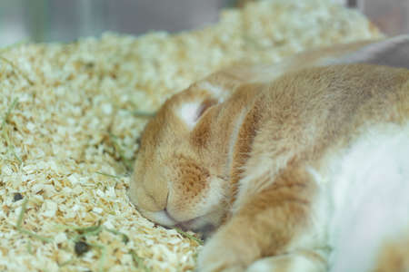 Rabbit poorly sleeping in wood shavings.