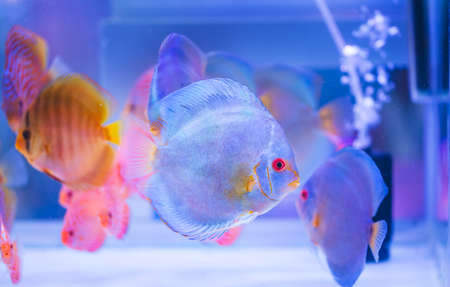 Discus fish swimming in a tank.の写真素材