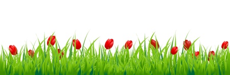 Tulip Border, Isolated On White Backgroundのイラスト素材