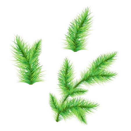 Fir-Tree Branch Isolated On White Background, Vector Illustrationのイラスト素材