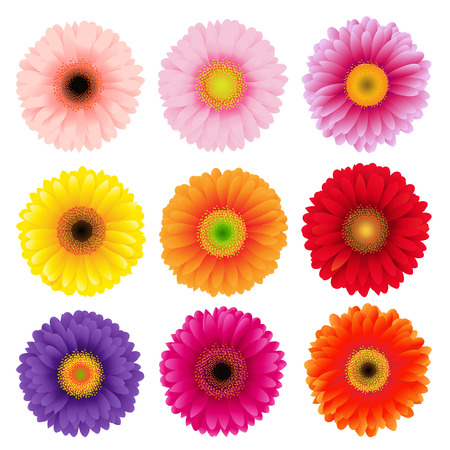 Big Colorful Gerbers Flowers Set, Vector Illustration