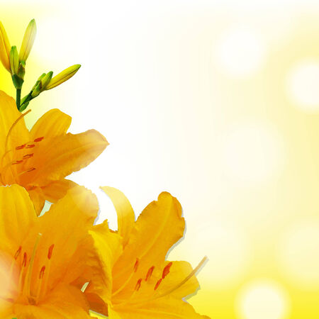 Yellow Lilies, With Gradient Mesh Illustrationのイラスト素材