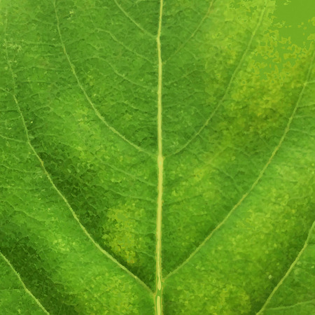 Green Leaf Texture, Vector Illustrationのイラスト素材