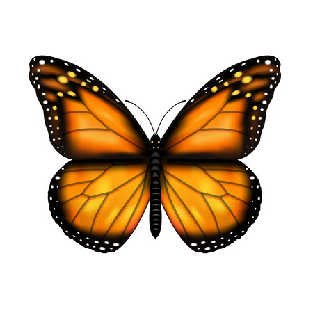 Butterfly With Gradient Mesh, Vector Illustrationのイラスト素材