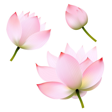 Pink Lotus With Gradient Mesh, Vector Illustrationのイラスト素材