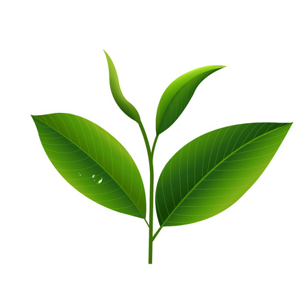 Tea Leaves Gradient Mesh, Vector Illustrationのイラスト素材
