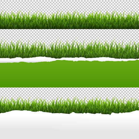 Green Grass And Ripped Paper Transparent Background Set With Gradient Mesh, Vector Illustrationのイラスト素材