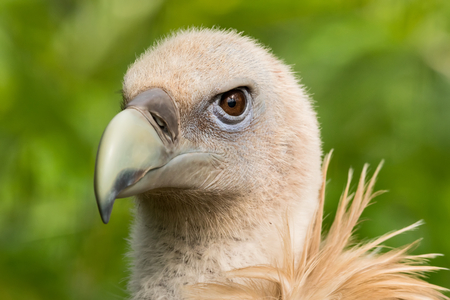 Profile view of beautiful captive prey bird isolated on a blurred background.の写真素材