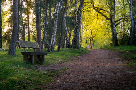 bench in the woods by the path