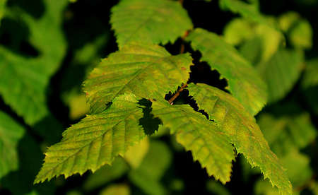 The leaves start to turn yellow at the beginning of autumn