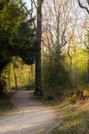 Forest landscape in the summer and autumn seasons with different trees and paths, showing the...