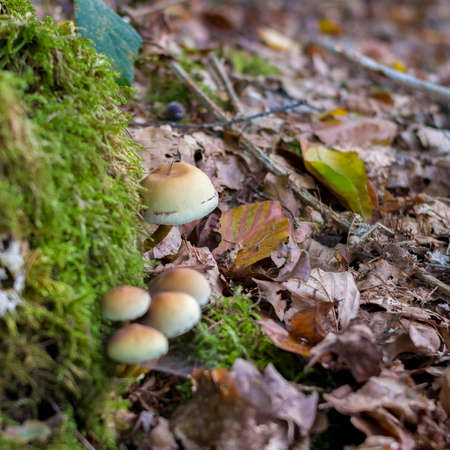 Autumn landscapes of nature, forest, nature, fungi, plants, leaves in October. captured from a distance that's approximately the same distance. It's the area and territories of Rcklinghausen.の写真素材