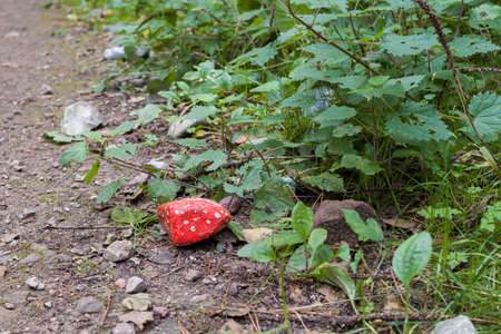 Autumn landscapes of nature, forest, nature, fungi, plants, leaves in October. captured from a distance that's approximately the same distance. It's the area and territories of Rcklinghausen.の写真素材