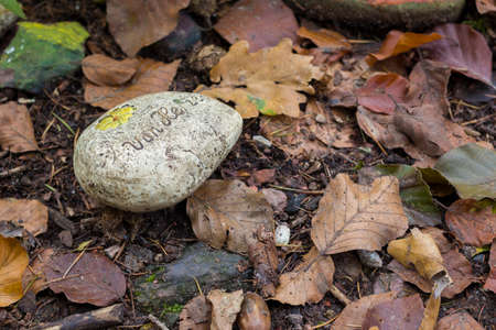 Autumn landscapes of nature, forest, nature, fungi, plants, leaves in October. captured from a distance that's approximately the same distance. It's the area and territories of Rcklinghausen.の写真素材