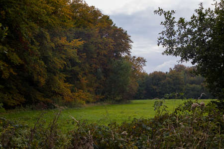 Autumn landscapes of nature, forest, nature, fungi, plants, leaves in October. captured from a distance that's approximately the same distance. It's the area and territories of Rcklinghausen.の写真素材