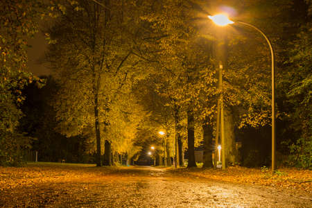 Autumn leaves and trees, Gold Fall 2020の写真素材