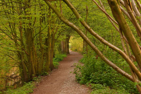 Spring forestの写真素材