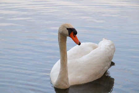 Birds, swans, ducks, sparrowの写真素材