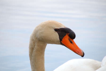 Birds, swans, ducks, sparrowの写真素材