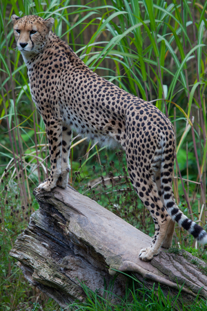 Cheetah standing on a logの写真素材
